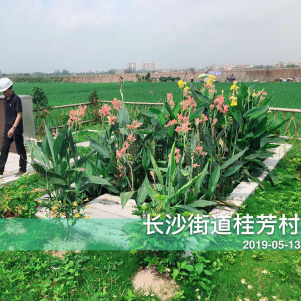 双鸭山开平长沙街道桂芳村农村环境整治