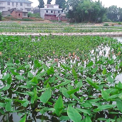 双鸭山江西省安福县塘边村水塘生态修复工程